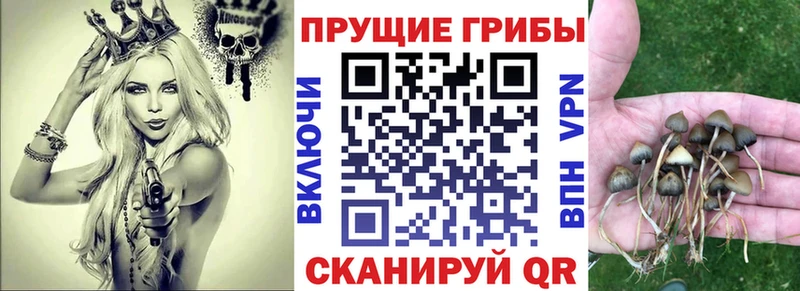 кракен как зайти  Кущёвская  Псилоцибиновые грибы Psilocybine cubensis 
